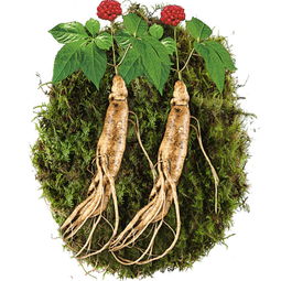 老谷頭鮮人參泡酒 品味東北吉林的滋補珍品